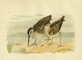 オーストラリアのウィンブレル、1891
